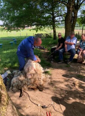 Schaap scheren op zorgboerderij De Heihof